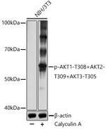 Phospho-AKT Pan (Thr308, Thr305, Thr309) Polyclonal Antibody