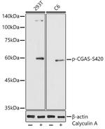 Phospho-cGAS (Ser420) Polyclonal Antibody