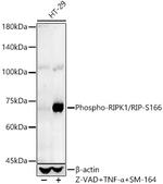 Phospho-RIP1 (Ser166) Polyclonal Antibody