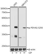 Phospho-PDHA1 (Ser293) Polyclonal Antibody
