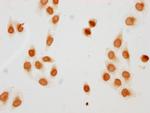 H4K77ac Polyclonal Antibody