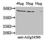 AT2G24580 Polyclonal Antibody