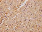 C22orf39 Antibody in Immunohistochemistry (Paraffin) (IHC (P))
