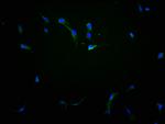 EphA10 Polyclonal Antibody