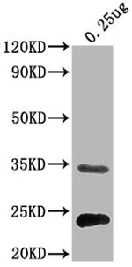 E. coli eutC Polyclonal Antibody