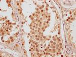 FAM53A Polyclonal Antibody