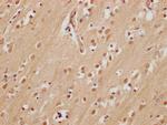 FAM53A Antibody in Immunohistochemistry (Paraffin) (IHC (P))
