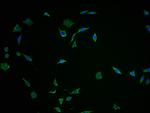 FNDC5 Polyclonal Antibody