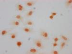 Formyl-Histone H1.5 (Lys66) Antibody in Immunocytochemistry (ICC/IF)