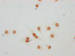 H4K59for Polyclonal Antibody