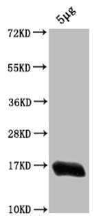 E. coli (strain K12) H-NS Polyclonal Antibody