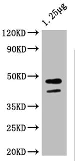 Maltose Binding Protein Polyclonal Antibody