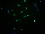 OR13C8 Polyclonal Antibody