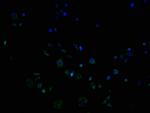 OR9G1 Polyclonal Antibody