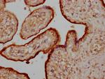 Osteocrin Polyclonal Antibody