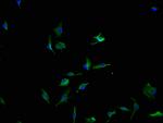 PCDH17 Polyclonal Antibody