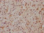 PCDHA8 Polyclonal Antibody