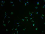 SEZ6 Polyclonal Antibody