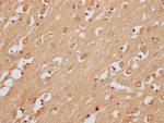 C6orf1 Antibody in Immunohistochemistry (Paraffin) (IHC (P))
