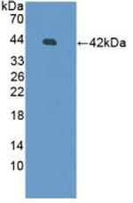 beta-Defensin 126 Polyclonal Antibody