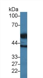 HTRA1 Polyclonal Antibody