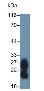 ZG16B Antibody in Western Blot (WB)