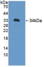 XYLT2 Polyclonal Antibody