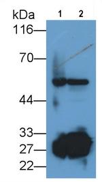 Trypsin 2 Polyclonal Antibody
