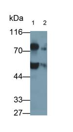 TCN1 Polyclonal Antibody