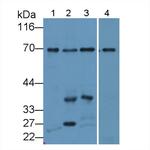 SYNC Polyclonal Antibody