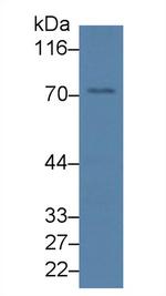 SYNC Antibody in Western Blot (WB)