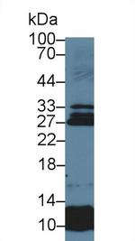 Sostdc1 Polyclonal Antibody