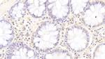 SGPL1 Antibody in Immunohistochemistry (Paraffin) (IHC (P))