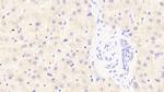 SGPL1 Antibody in Immunohistochemistry (Paraffin) (IHC (P))