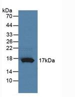 RNASE4 Polyclonal Antibody