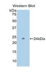 PXDN Polyclonal Antibody