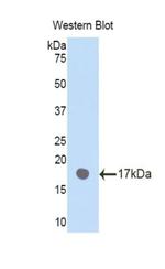 PLXNB1 Polyclonal Antibody
