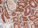 PLAA Antibody in Immunohistochemistry (Paraffin) (IHC (P))