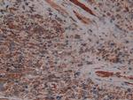 PLAA Antibody in Immunohistochemistry (Paraffin) (IHC (P))