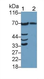 PLAA Antibody in Western Blot (WB)