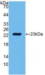 PGRP-S Antibody in Western Blot (WB)