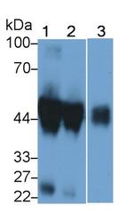 ORM1 Antibody in Western Blot (WB)