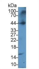 ORM1 Antibody in Western Blot (WB)