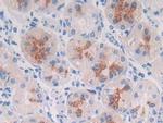 MUC3B Antibody in Immunohistochemistry (Paraffin) (IHC (P))