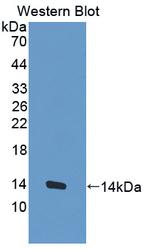 MUC3B Antibody in Western Blot (WB)