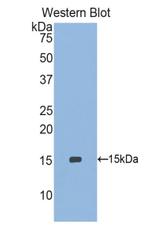 MSRB1 Polyclonal Antibody