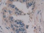 MPEG1 Polyclonal Antibody