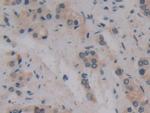 MPEG1 Antibody in Immunohistochemistry (Paraffin) (IHC (P))