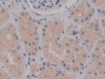 MPEG1 Antibody in Immunohistochemistry (Paraffin) (IHC (P))