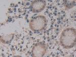 MPEG1 Antibody in Immunohistochemistry (Paraffin) (IHC (P))